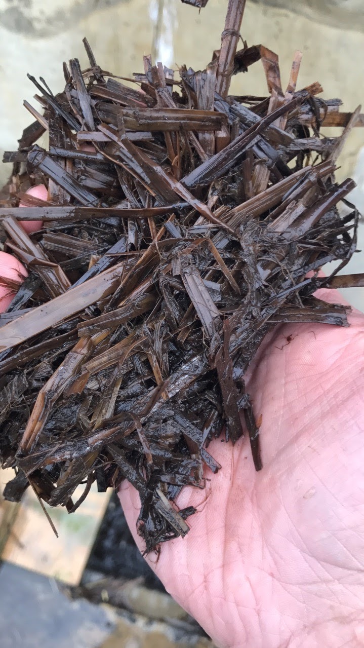 Как мы производим компост для выращивания шампиньона 